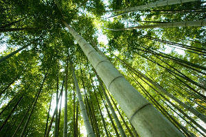 Used with permission from Microsoft